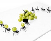 Párty mravenci na občerstvení