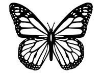 Dřevěný obraz – Motýl Monarch